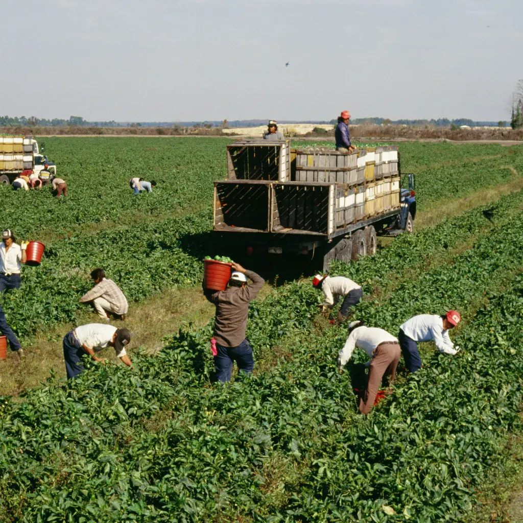 AI in Agricultural Supply Chain